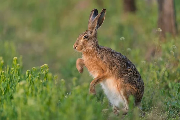 Hare Gräset — Stockfoto