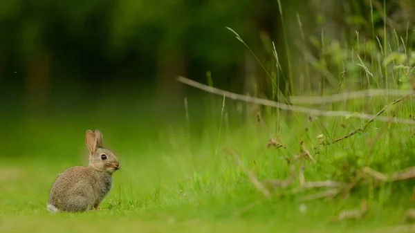 Hare Gräset — Stockfoto