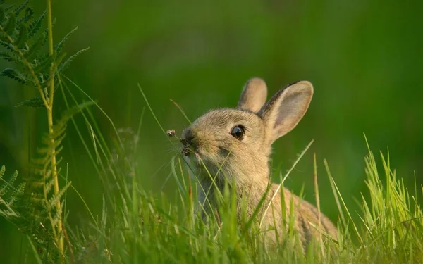 Hare Grass — Stock Photo, Image