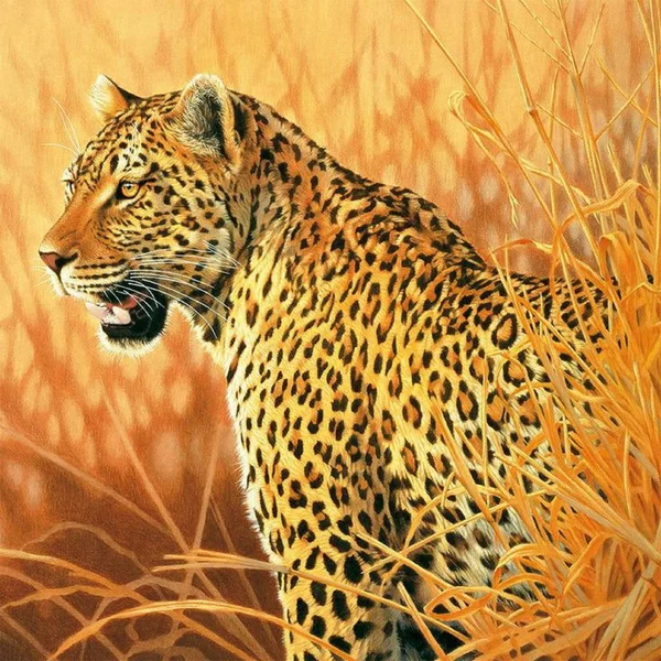 Leopard Είναι Ένα Όμορφο Και Χαριτωμένο Ζώο — Φωτογραφία Αρχείου
