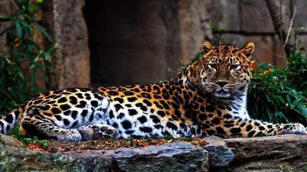 Leopardo Animal Bonito Gracioso — Fotografia de Stock