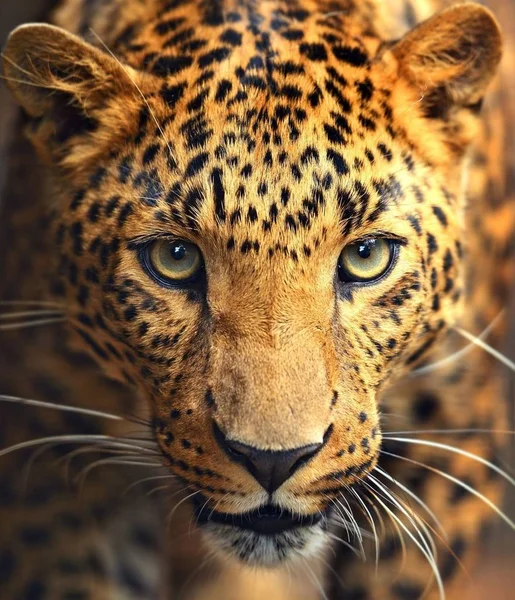 Leopard is a beautiful and graceful animal