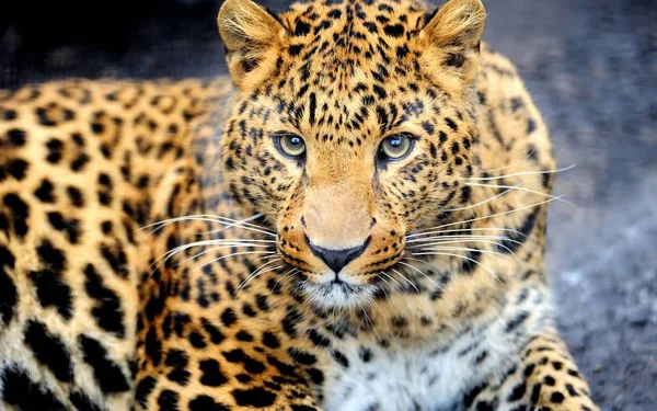 Leopard Adalah Hewan Yang Indah Dan Anggun — Stok Foto