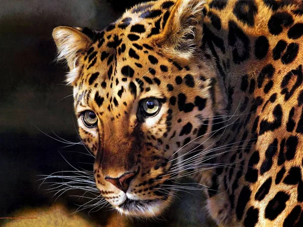 Leopardo Animal Hermoso Elegante — Foto de Stock