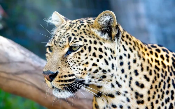 Leopardo Animal Bonito Gracioso — Fotografia de Stock