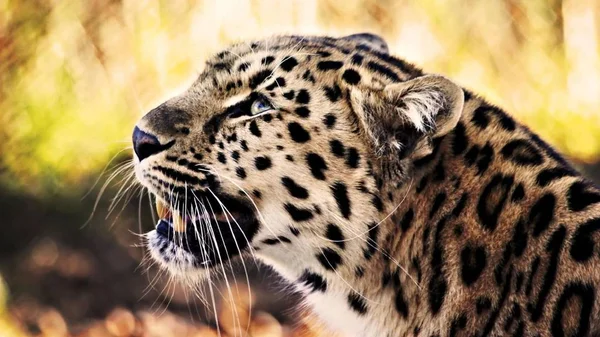 Leopard Este Animal Frumos Grațios — Fotografie, imagine de stoc