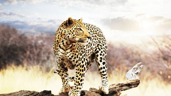 豹是一种美丽而优雅的动物 — 图库照片