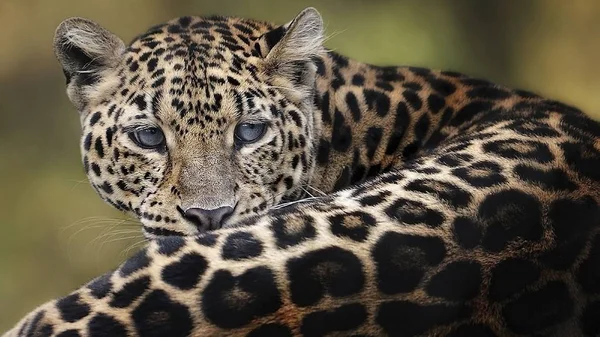 Leopárd Egy Gyönyörű Kecses Állat — Stock Fotó