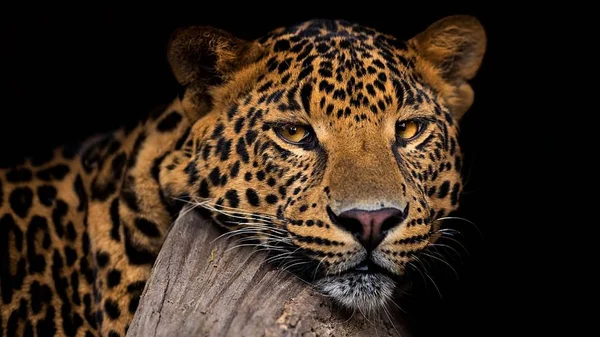 Leopard Ist Ein Schönes Und Anmutiges Tier — Stockfoto