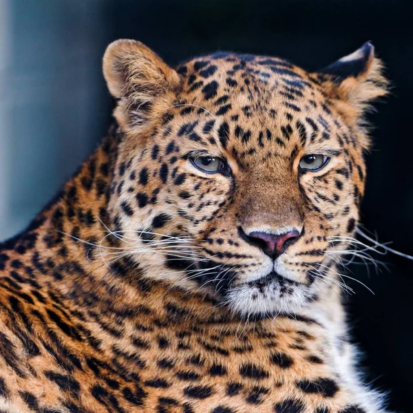 Leopardo Animal Bonito Gracioso — Fotografia de Stock