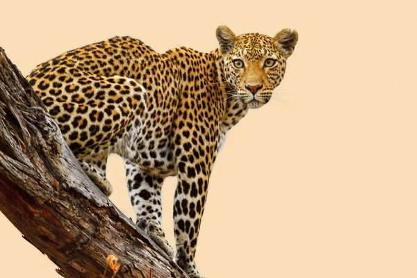 Leopard Ist Ein Schönes Und Anmutiges Tier — Stockfoto