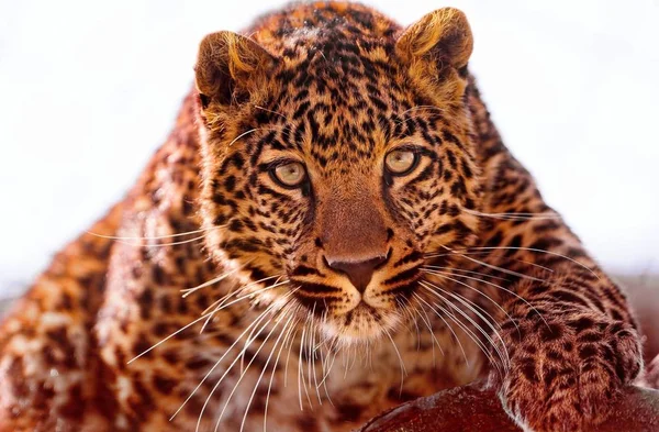 Leopard Είναι Ένα Όμορφο Και Χαριτωμένο Ζώο — Φωτογραφία Αρχείου