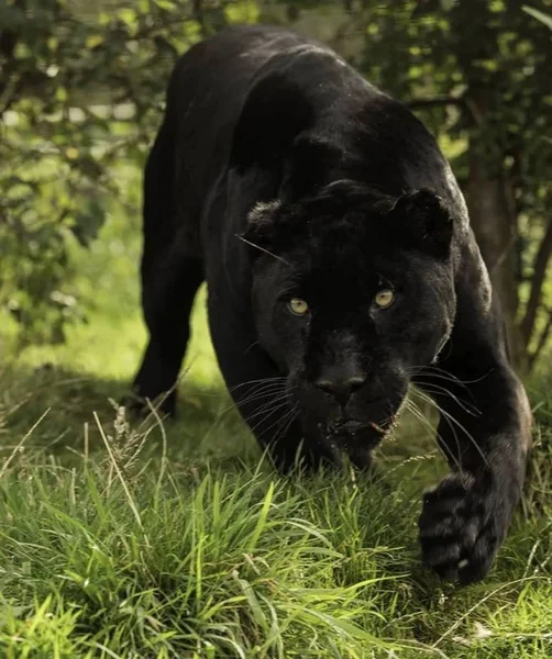 Пантера Красивое Жизнерадостное Животное — стоковое фото