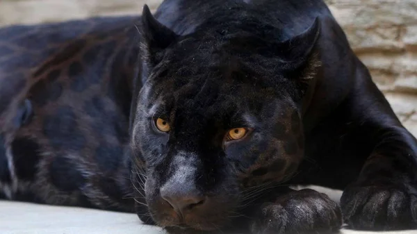 黑豹是一种美丽而优雅的动物 — 图库照片