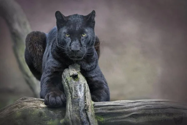 Pantera Animale Bello Aggraziato — Foto Stock