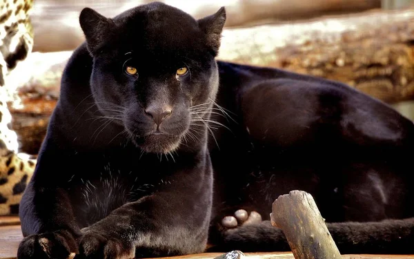 Panther Ist Ein Schönes Und Anmutiges Tier — Stockfoto