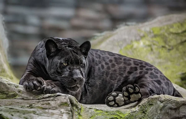 Panther Adalah Hewan Yang Indah Dan Anggun — Stok Foto