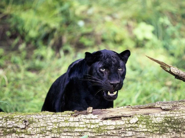 Panther Ist Ein Schönes Und Anmutiges Tier — Stockfoto