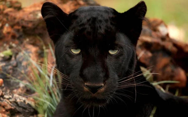 Panther Ist Ein Schönes Und Anmutiges Tier — Stockfoto