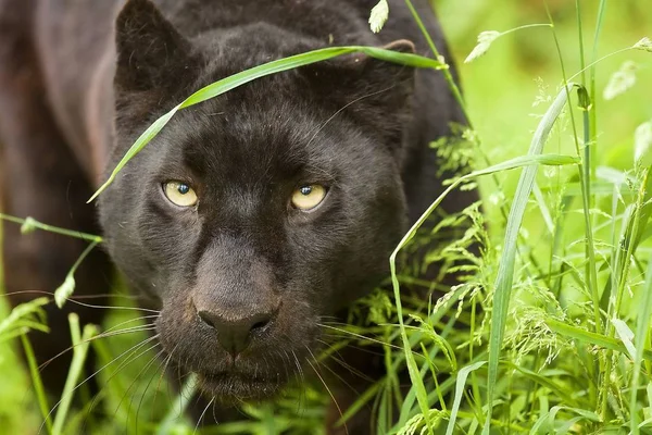Panther Ist Ein Schönes Und Anmutiges Tier — Stockfoto