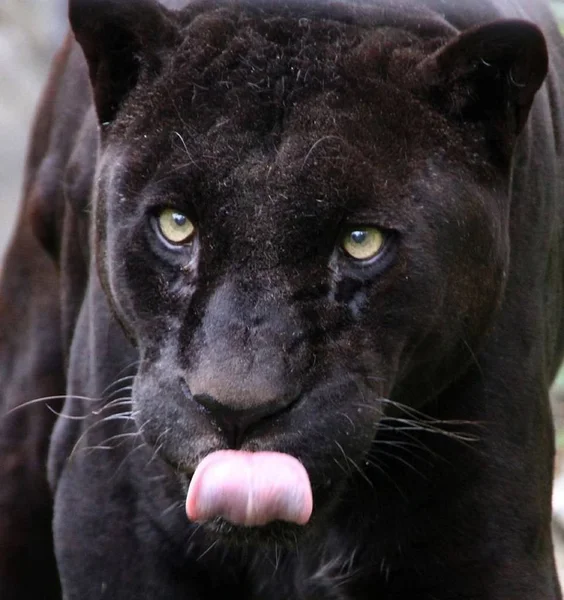 Panther Ist Ein Schönes Und Anmutiges Tier — Stockfoto