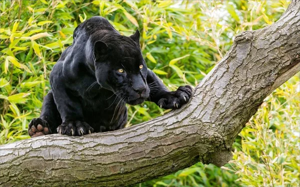 Panter Een Mooi Sierlijk Dier — Stockfoto