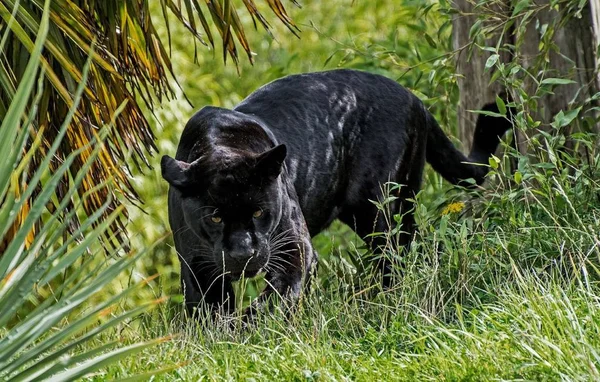 Panter Een Mooi Sierlijk Dier — Stockfoto