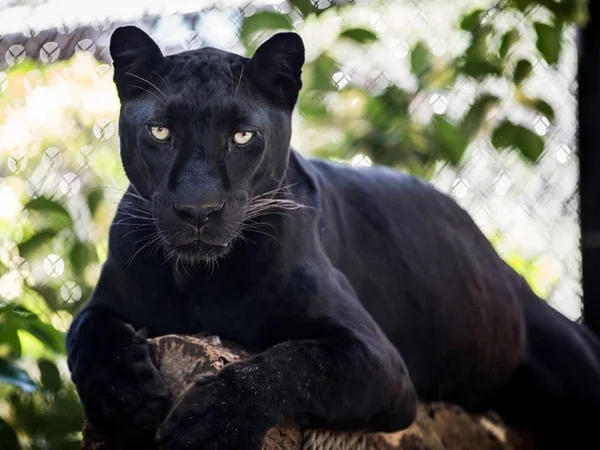 Panther Beautiful Graceful Animal — Stock Photo, Image