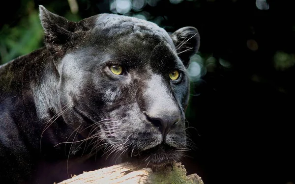 Panther Ist Ein Schönes Und Anmutiges Tier — Stockfoto