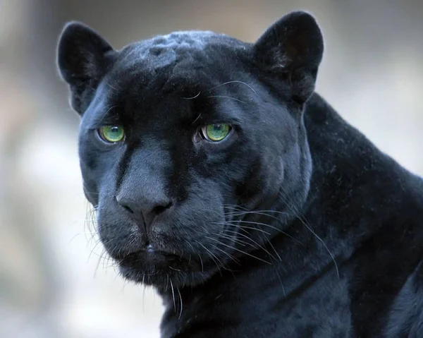 黑豹是一种美丽而优雅的动物 — 图库照片
