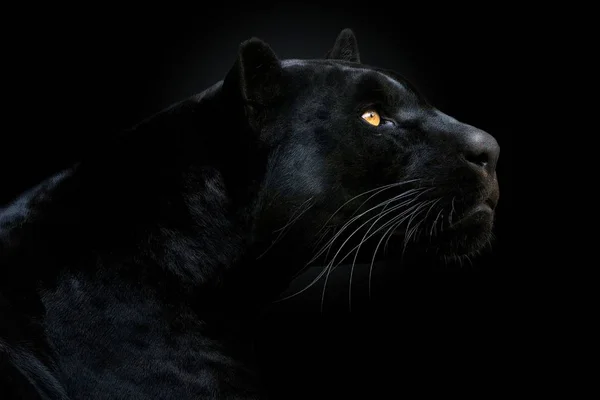 Panther Beautiful Graceful Animal — Stock Photo, Image