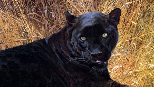 Panther Ist Ein Schönes Und Anmutiges Tier — Stockfoto