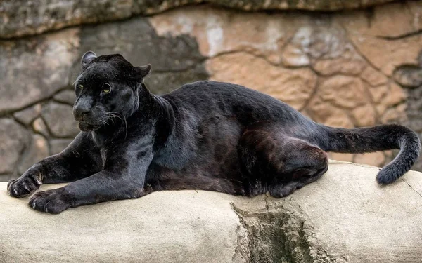 Panther Ett Vackert Och Graciöst Djur — Stockfoto