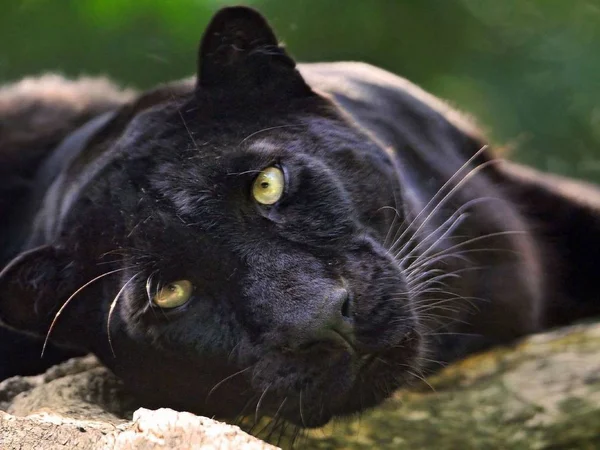 Пантера Красивое Жизнерадостное Животное — стоковое фото