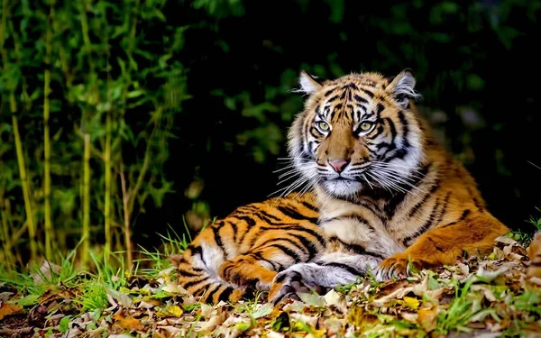 Tiger Ist Ein Schönes Und Räuberisches Tier — Stockfoto