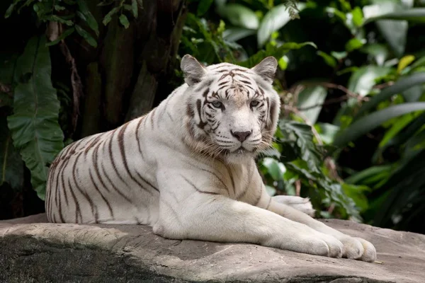 Tigre Animal Bonito Predador — Fotografia de Stock