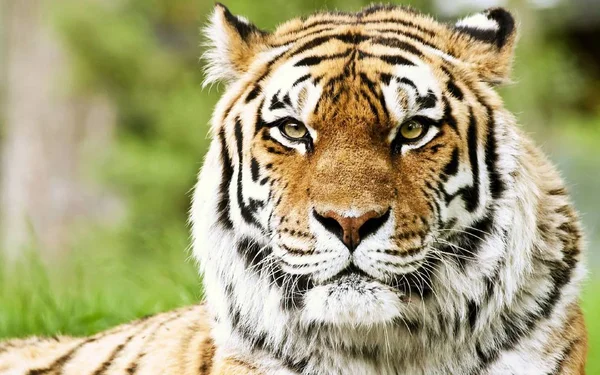 Tigre Est Animal Magnifique Prédateur — Photo