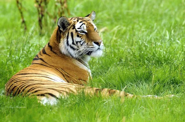 Tijger Een Mooi Roofdier — Stockfoto