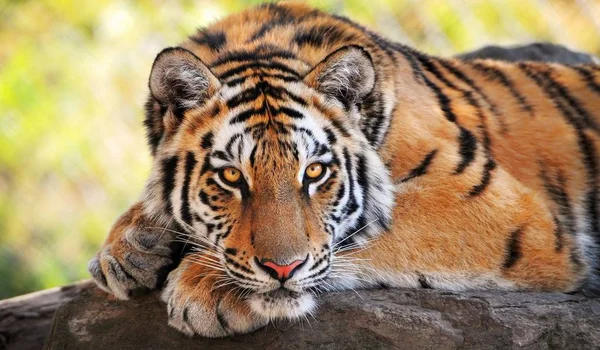 Tigre de bengala branco olhando para a câmera na florestadia