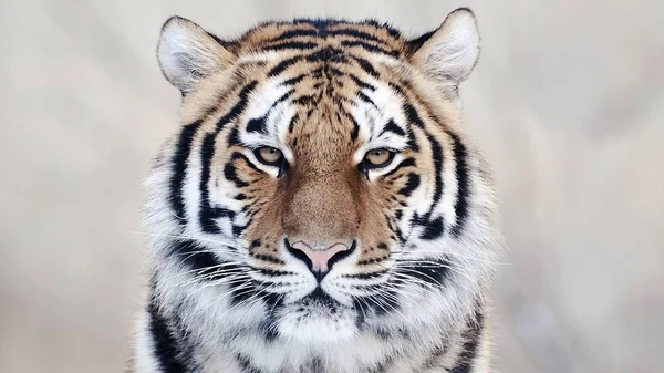 Tigre Est Animal Magnifique Prédateur — Photo