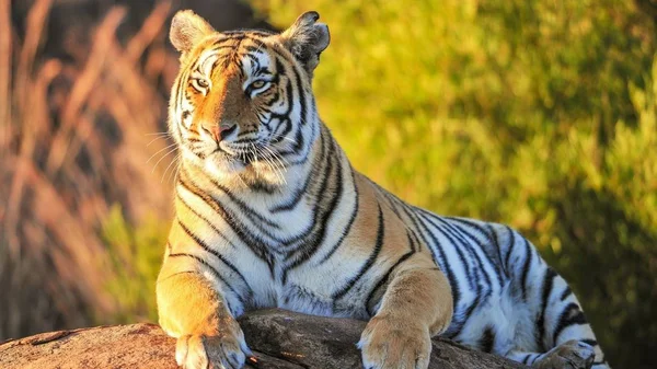 Tiger Ett Vackert Och Rovdjur — Stockfoto