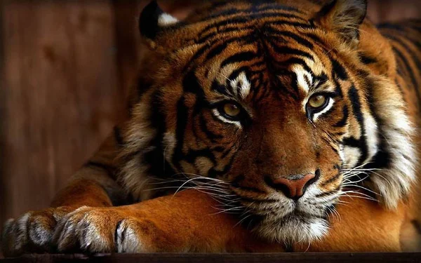 Tigre Animal Hermoso Depredador — Foto de Stock