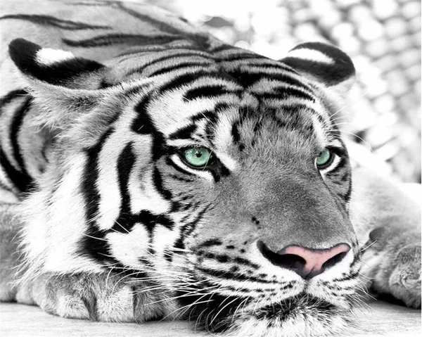 Tigre Animal Hermoso Depredador — Foto de Stock