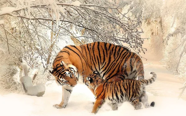Tiger Beautiful Predatory Animal — Stock Photo, Image