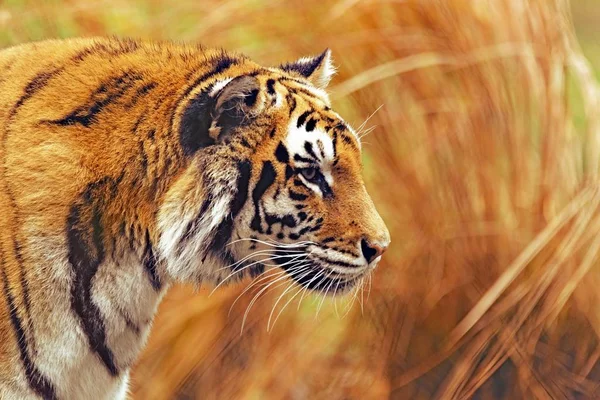 호랑이는 아름답고 동물이다 — 스톡 사진