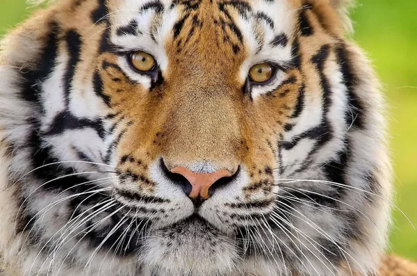 Tiger Ist Ein Schönes Und Räuberisches Tier — Stockfoto