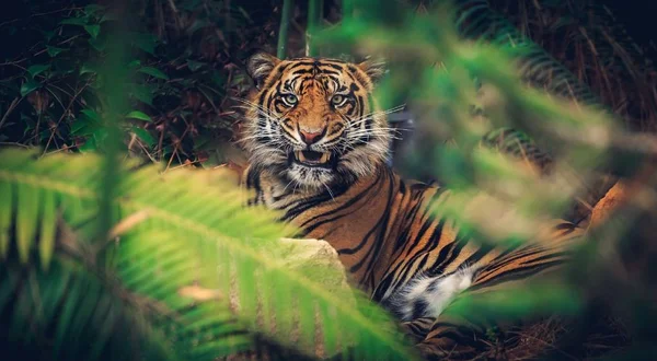 Tigre Animale Bello Predatore — Foto Stock