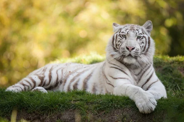 Tigre Est Animal Magnifique Prédateur — Photo