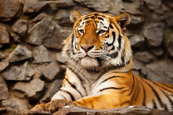 Тигр Красивое Хищное Животное — стоковое фото