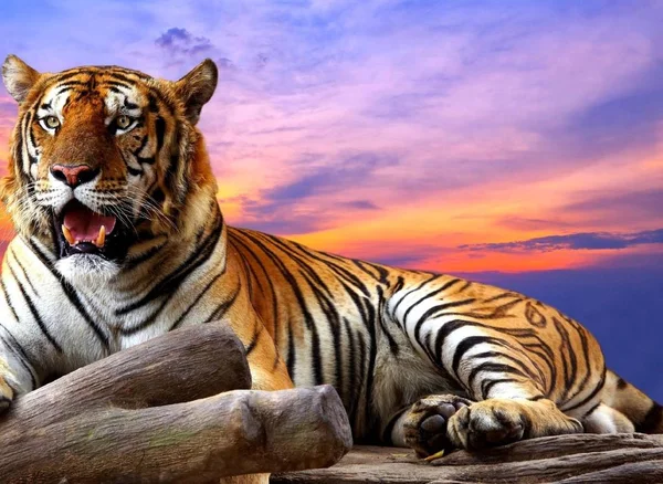 Tigre Animal Bonito Predador — Fotografia de Stock